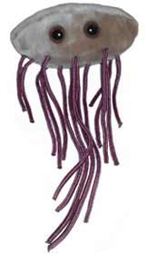 foto E. coli